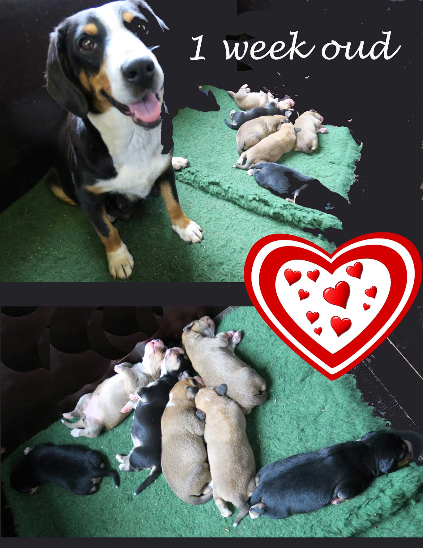 Tollentler pup beschikbaar