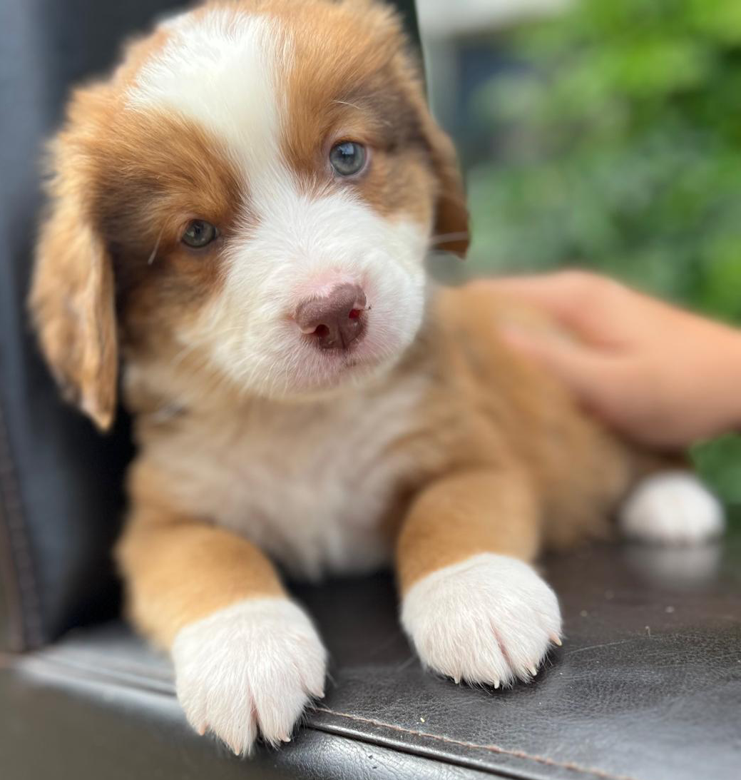 Tollentler pup beschikbaar