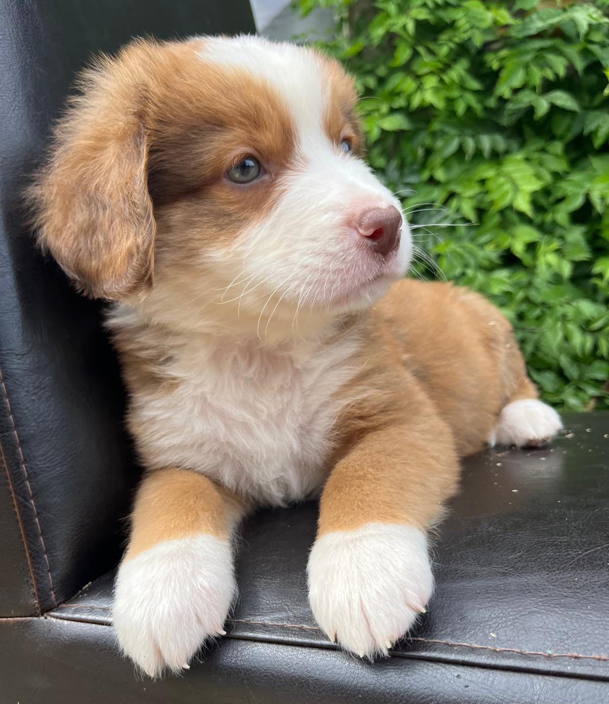 Tollentler puppy 