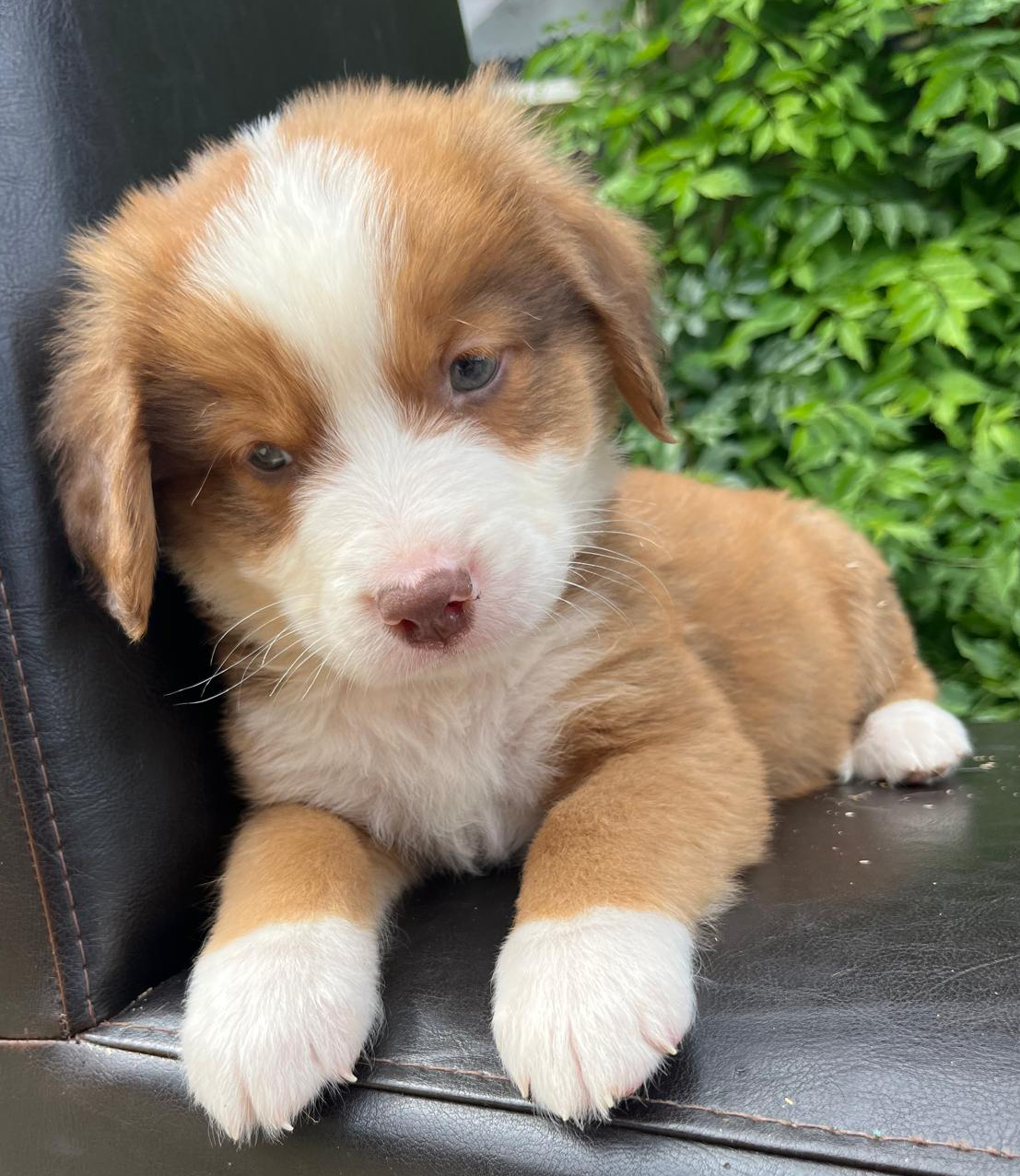 Tollentler pup
