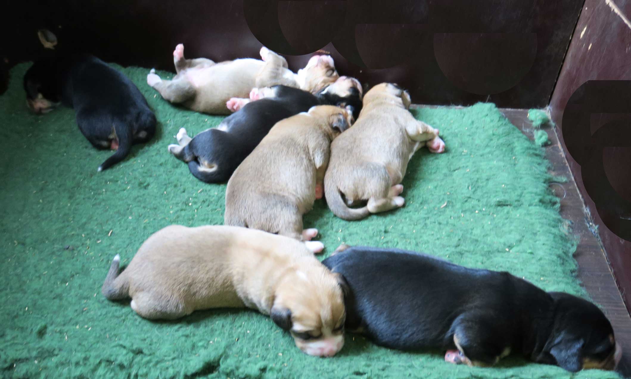 Tollentler puppy 
