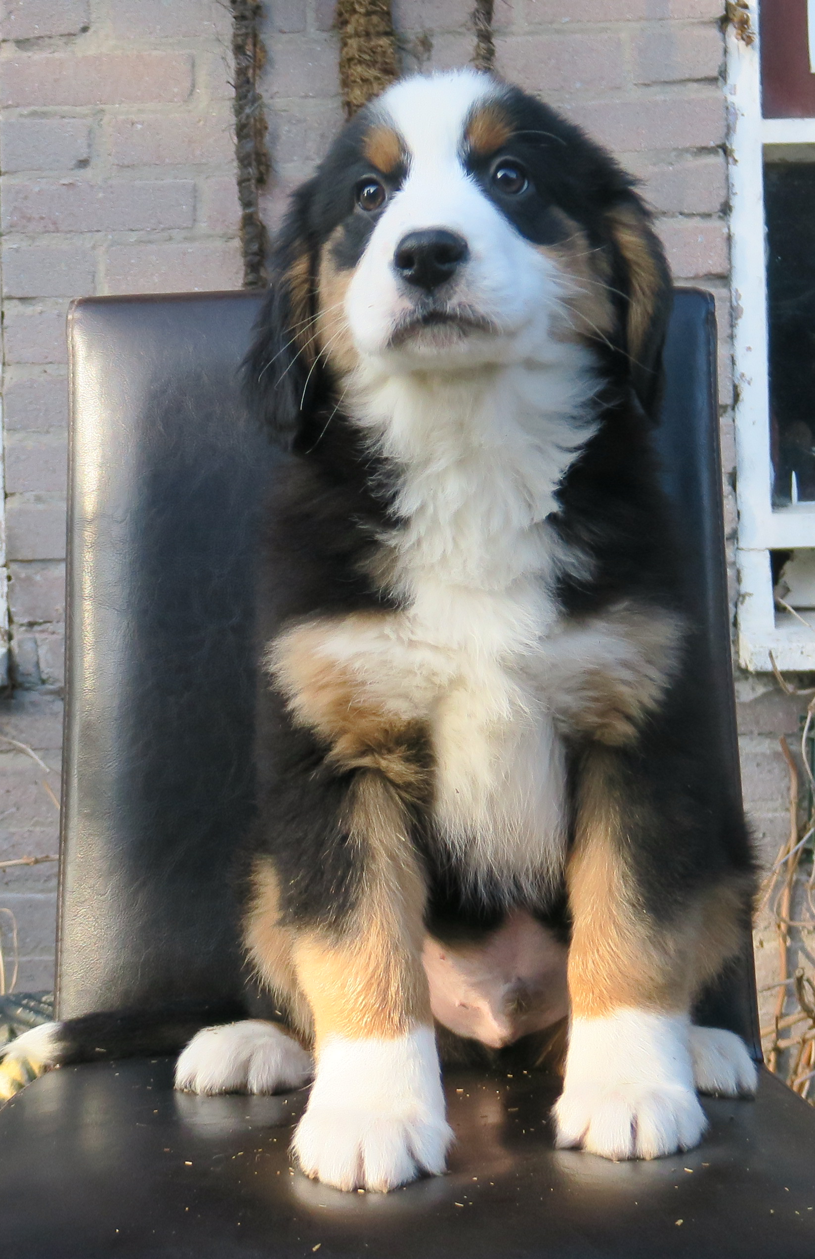 Tollentler puppy 