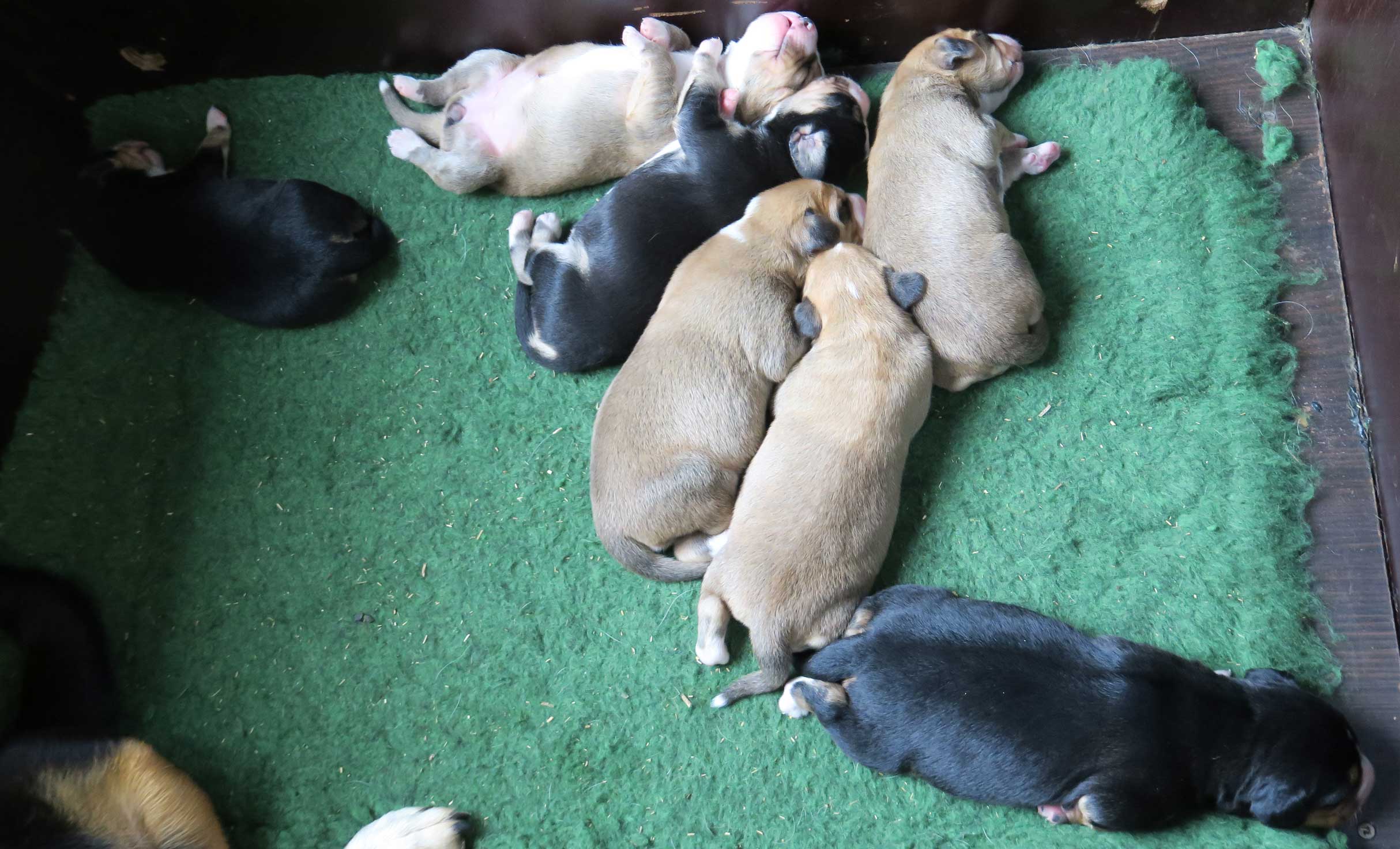 Tollentler pup