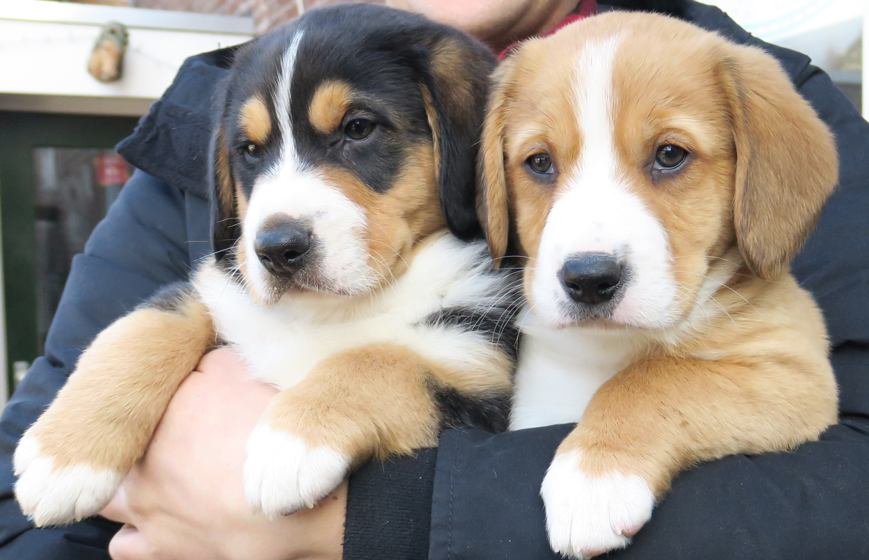 Tollentler pup