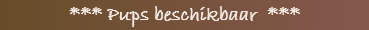 *** Pups beschikbaar  ***          