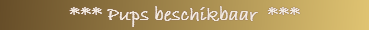 *** Pups beschikbaar  ***          